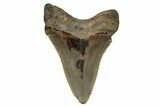 Serrated, Juvenile Megalodon Tooth - South Carolina #340744-1